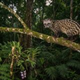 インドネシアの幻「コピ・ルアック」とは?ジャコウネココーヒーの味や選び方を徹底解説