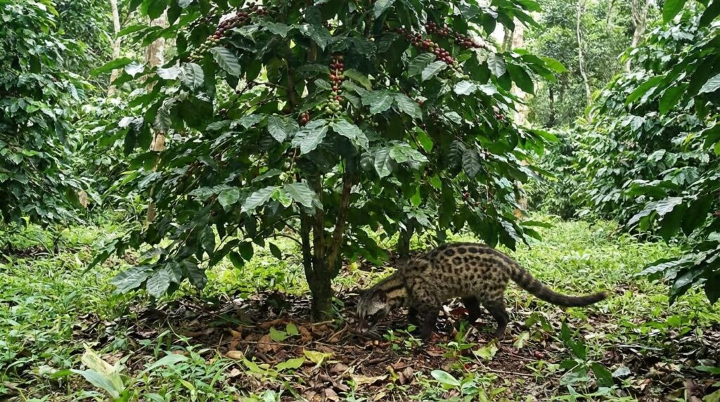 インドネシアの幻「コピ・ルアック」とは？ジャコウネコとコーヒーの関係